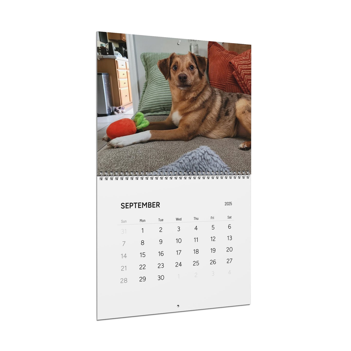 Dog Wall Calendar 2025 Featuring Bentley