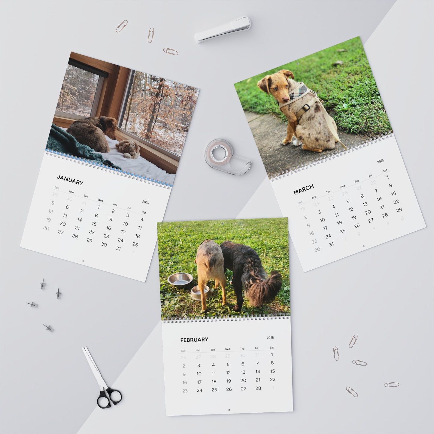 Dog Wall Calendar 2025 Featuring Bentley